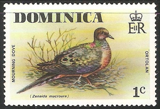 mourning dove