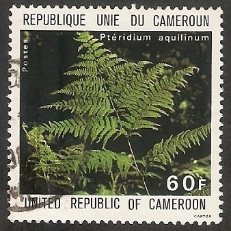 Planta medicinal, pteridium aquilinum