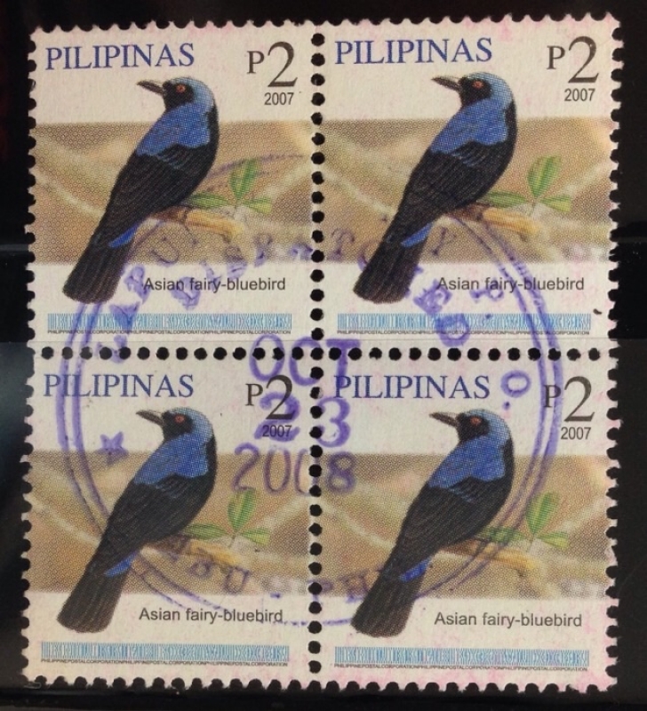 Asían fairy-bluebird