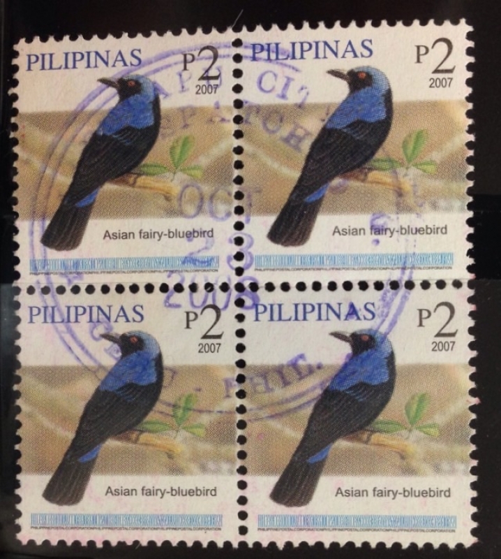 Asían fairy-bluebird