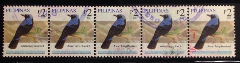 Asían fairy-bluebird