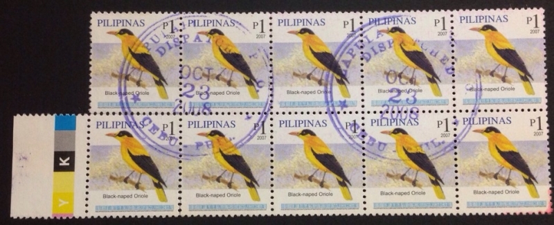 Black-naped  Oriole