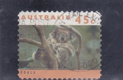 koala