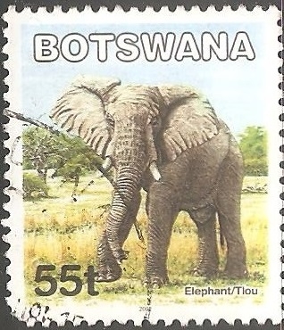 Elefante