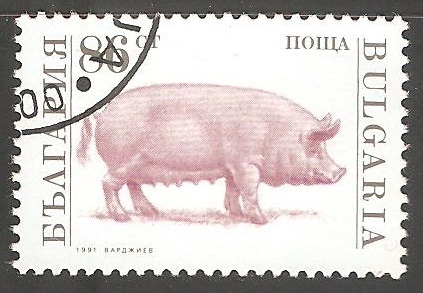 Sus scrofa domestica-cerdo