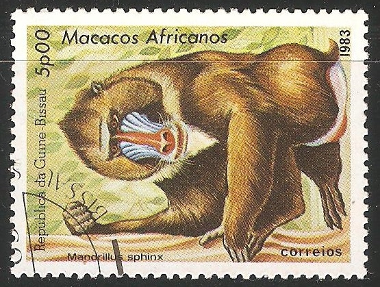 Macacos africanos- mono