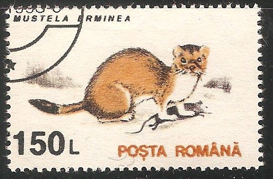 Mustela erminea-armiño