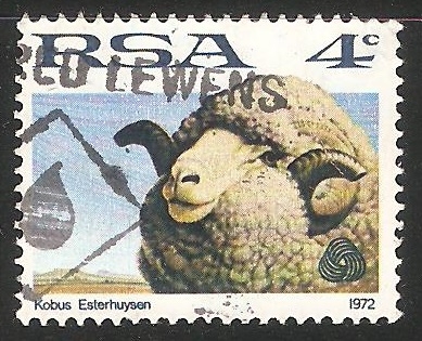 Merino sheep-Oveja merina