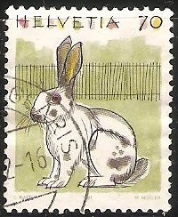 Rabbit-Conejo