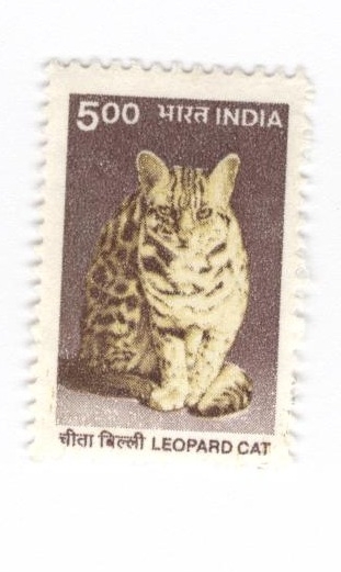 Leopardo