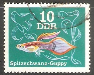 spitzschwanz guppy