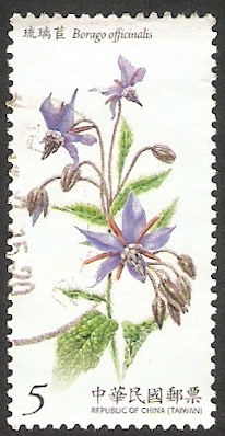 Planta borago officinalis