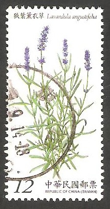 Planta lavandula angustifolia 