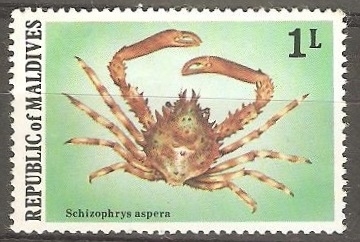 Schizophrys aspera