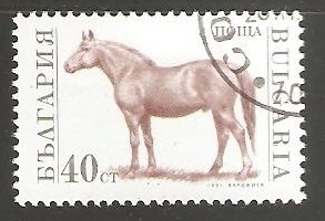 Equus ferus caballus