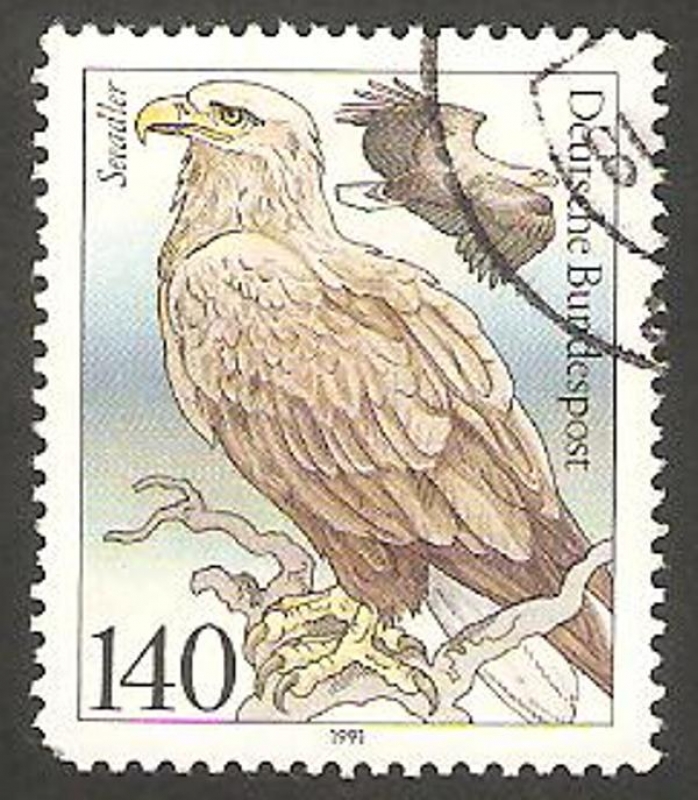 1370 - Ave proteguida, haliaeetus albicilla 