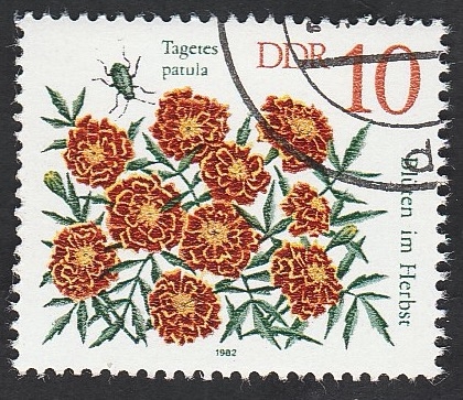 2387 - Flor tagetes patula 