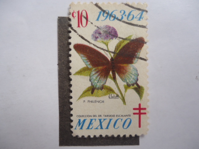 Mariposa - P.Philenor - Colección del Dr.Tarsicio Escalante. 1963/64.