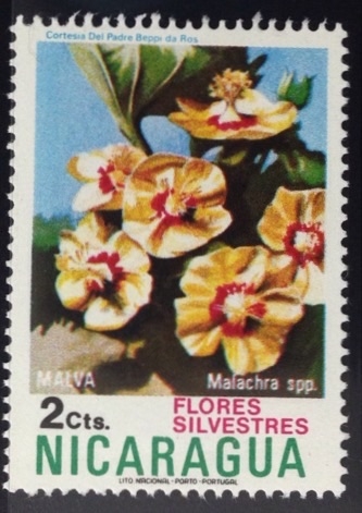 flores silvestres