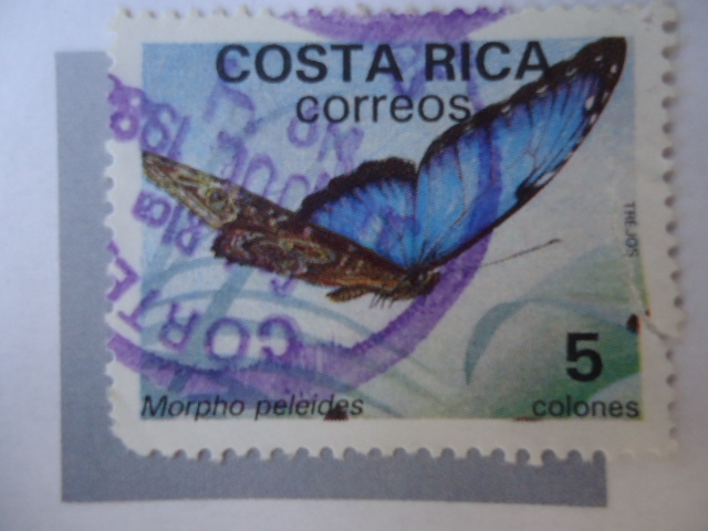 Morpho peleides.