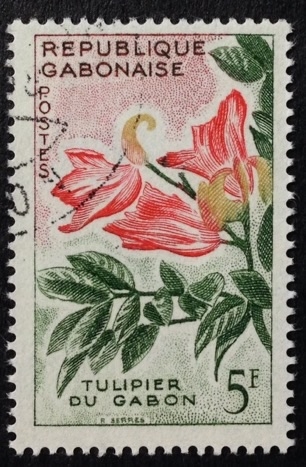 Tulipán africano