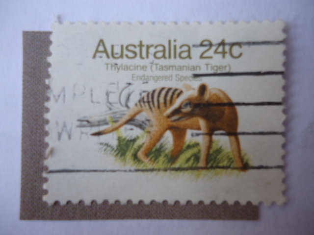 Thylacine (Tasmanian Tiger)