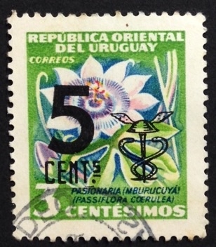 flor de la pasión 