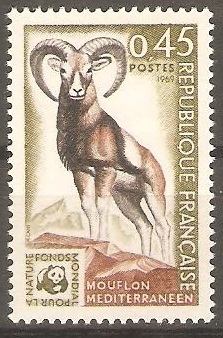 MOUFLON MEDITERRANEEN