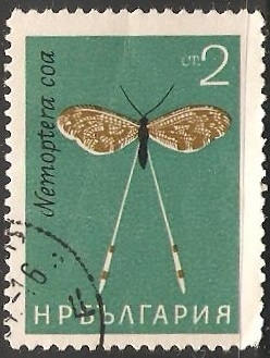 Nemoptera coa