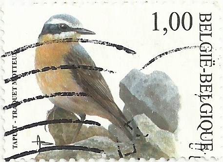 SERIE PÁJAROS, DE ANDRÉ BUZIN. COLLALBA GRIS, Oenanthe oenanthe. YVERT BE 3132