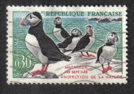 Atlantic Puffin (Fratercula arctica)