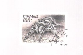 tarantula