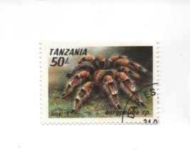 tarantula