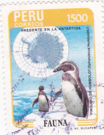 PINGÜINOS