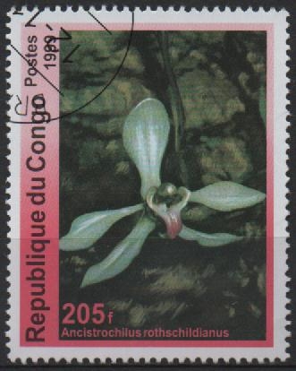 FLORES.  ANCISTROCHILUS  ROTHSCHILDIANUS.