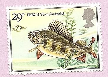 PECES - Perca