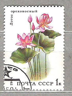  1984 Aquatic Flowers