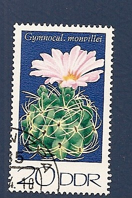 Flor de cactus - Gymnocal