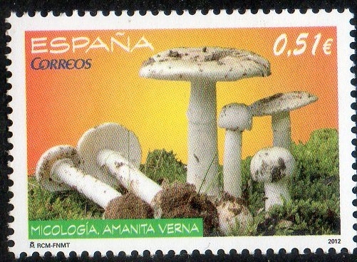 4741-  Micología. Amanita verna.