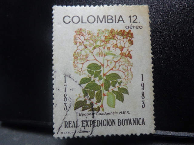 Real Expedicion Botanica-Begonia 