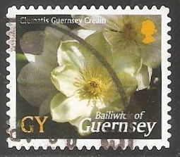 Clematis Guernsey Cream