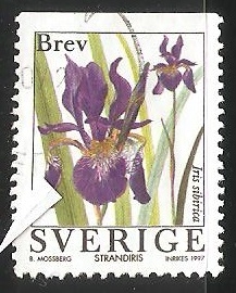 Iris sibirica