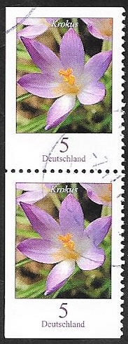 2305 a - Flor krokus