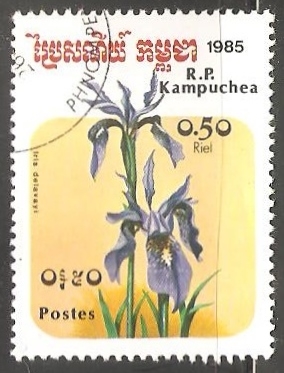 Iris delavayi