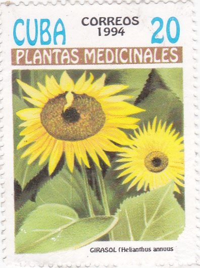 PLANTAS MEDICINALES-GIRASOL