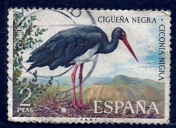  Cigueña Negra