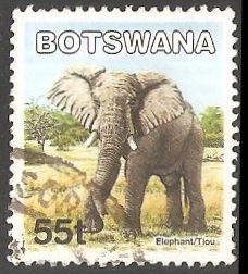 Elefante