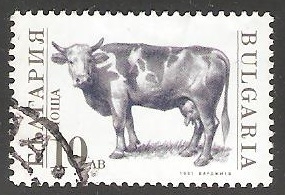 Bos primigenius taurus-toro