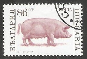 Sus scrofa domestica-cerdo