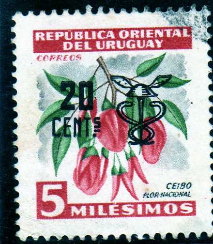 CEIBO FLOR NACIONAL